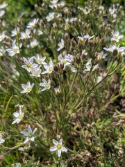 Minuartia hirsuta