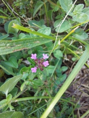 Thymus pulegioides pulegioides