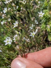 Minuartia hirsuta