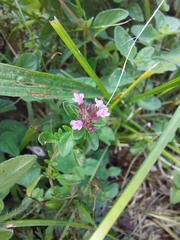 Thymus pulegioides pulegioides
