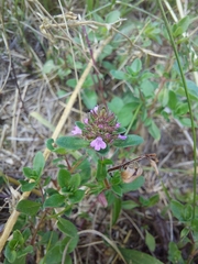 Thymus pulegioides pulegioides