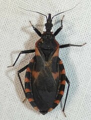 Triatoma sanguisuga