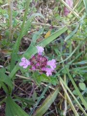 Thymus pulegioides pulegioides