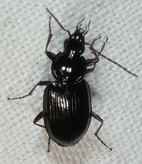 Agonum collare