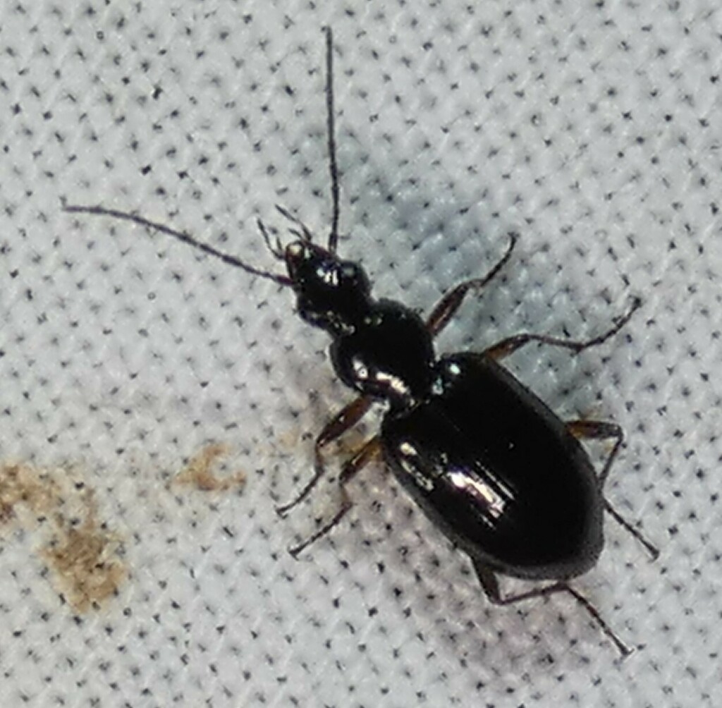 Agonum aeruginosum