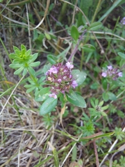 Thymus pulegioides pulegioides