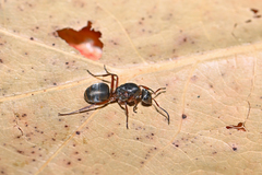 Formica cunicularia