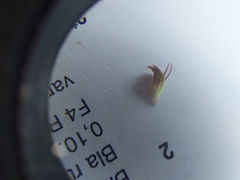 Thymus pulegioides pulegioides