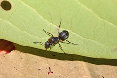 Formica cunicularia