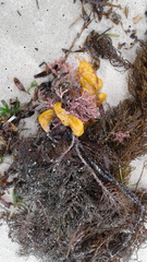 Botrylloides perspicuus
