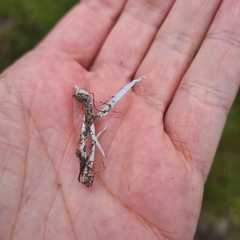 Thamnolia vermicularis