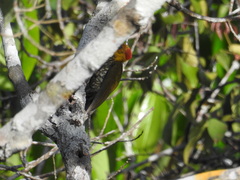 Piculus flavigula