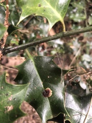 Phytomyza ilicis