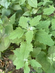 Chenopodium album
