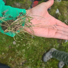 Festuca pseudodura