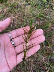 Elodea nuttallii