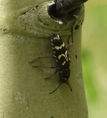 Xylotrechus insignis