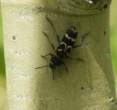 Xylotrechus insignis