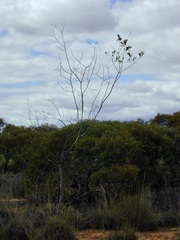 Acacia cretacea