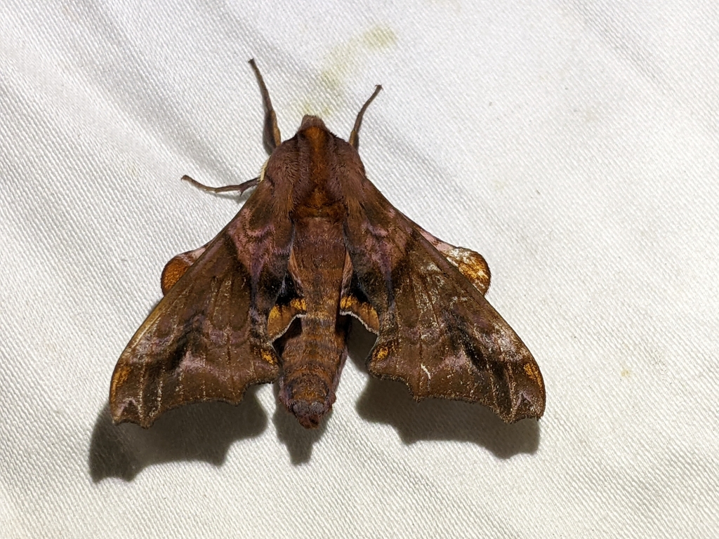 Small-eyed Sphinx from Fairwood, WA, USA on July 5, 2022 at 11:53 PM by ...