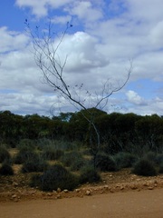 Acacia cretacea