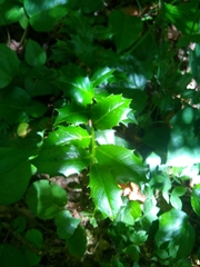 Ilex colchica