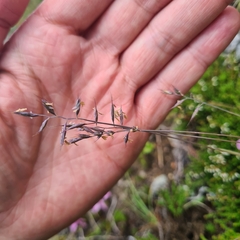 Festuca pseudodura