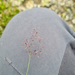 Agrostis rupestris