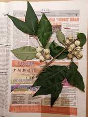 Elaeagnus mollis