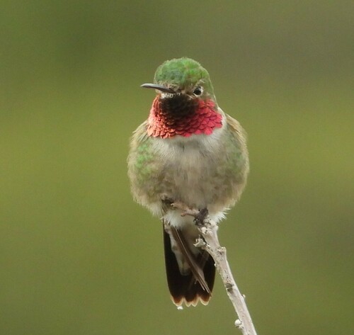Broad-tailed Hummingbird