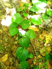 Hedera colchica