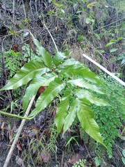 Tectaria siifolia