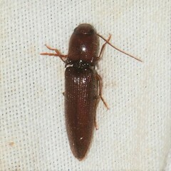 Dicrepidius palmatus