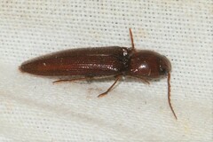 Dicrepidius palmatus