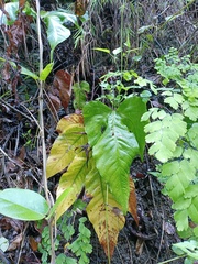 Tectaria siifolia