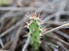 Opuntia drummondii
