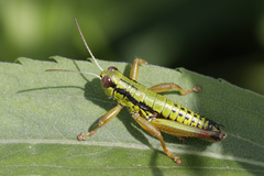 Micropodisma salamandra