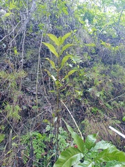 Tectaria siifolia