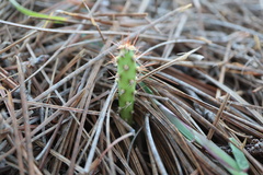 Opuntia drummondii