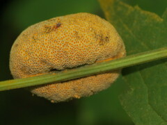 Puccinia alnetorum