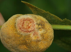 Puccinia alnetorum