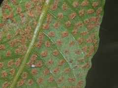Tectaria siifolia