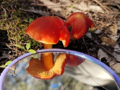 Hygrocybe polychroma