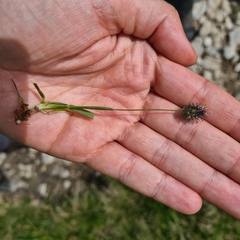 Phleum alpinum alpinum