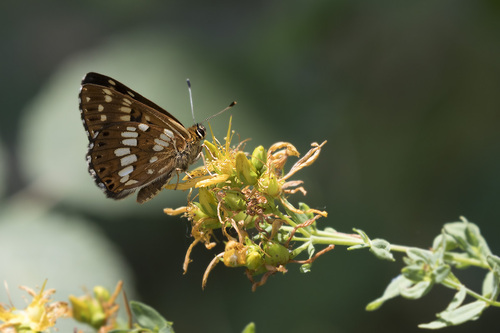 Duke of Burgundy