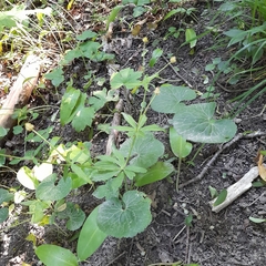 Ranunculus cassubicus
