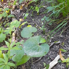 Ranunculus cassubicus