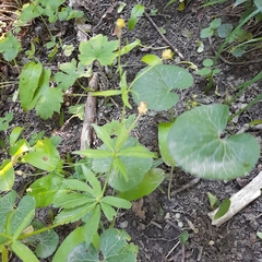Ranunculus cassubicus