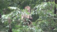 Macaca mulatta