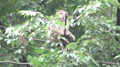 Macaca mulatta